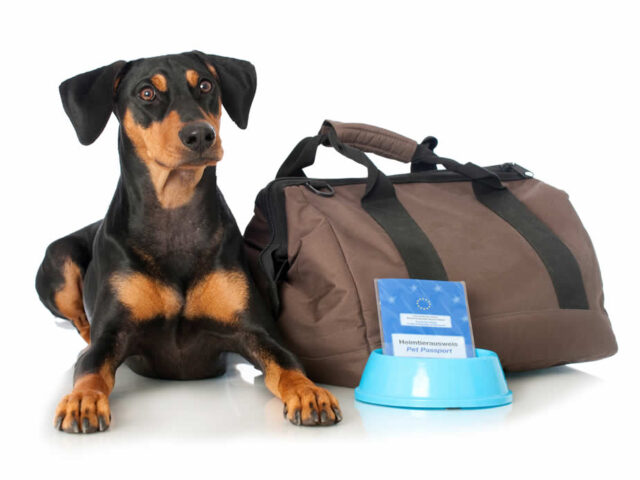 https://www.mycheapremovals.co.uk/wp-content/uploads/2021/03/moving_with_a_dog_to_germany-640x480.jpg